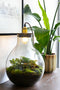 Growing Concepts DIY Duurzaam Ecosysteem Giants Ecolight XL - 20 Liter - Planten - Botanische Mix - H42xØ40cm
