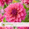 Plant in a Box - Dahlia 'Feline Yvonne' - set van 3 - zomerbloeiers - dahliaknollen - tuinbloemen - rood/roze