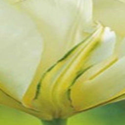 JUB - Tulipa White Valley