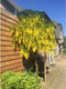 Gouden regen | Laburnum watereri 'Vossi' 4-8 cm | Bomenbezorgd.nl