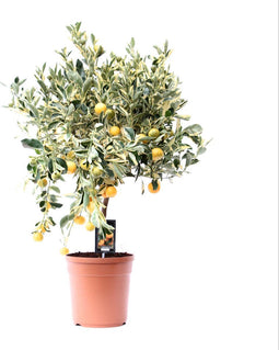 Citrus Variegata ↨ 75cm - hoge kwaliteit planten