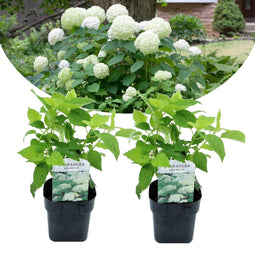 Plant in a Box - Hydrangea arborescens Annabelle - Set van 2 - Populaire tuinplant - Pot 17cm - Hoogte 30-40cm