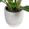 Decoratieve plant 40 x 41 x 48 cm Groen PVC