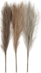 Creativ Company Pampasgras, l: 50 cm, lichtbeige, lichtbruin, lichtgrijs, 3 stuk / 1 bundel