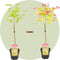 Plant in a Box - Acer palmatum 'Moonrise' - Japanse esdoorn Winterhard - Mix van kleuren - Pot 19cm - Hoogte 80-90cm