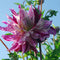 Plant in a Box - Dahlia Bristol Stripe - Set van 3 - Dahliaknollen Dinner-plate - Prachtige zomerbloeier - Bloembollen