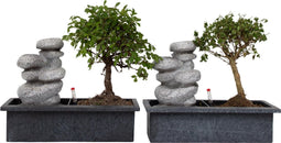 Plant in a Box - Bonsai boompje met Easy-care watersysteem én stromende waterval over Zen stenen - kamerplant - Hoogte 25-35cm