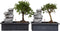 Plant in a Box - Bonsai boompje met Easy-care watersysteem én stromende waterval over Zen stenen - kamerplant - Hoogte 25-35cm