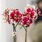 Geel rode phalaenopsis orchidee - Spain + Bee pot - potmaat Ø9cm -
