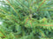 Gezaagde kerstboom Picea Abies Fijnspar 125-150 cm