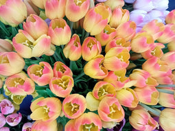 Driesprong collection - Boeket 5 Tulpen Geel/rood