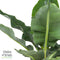 Bananenplant in Elho® Greenville pot – ↨ 80 cm – ⌀ 24 cm