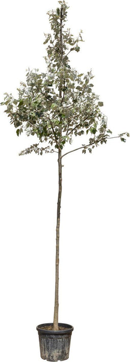 Witte abeel | Populus alba 14-18 cm | Bomenbezorgd.nl