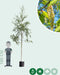 Ruwe berk | Betula pendula 14-18 cm | Bomenbezorgd.nl