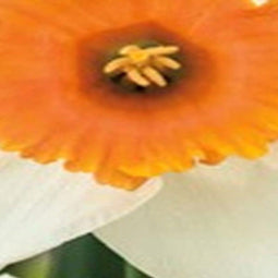 JUB - Narcissus Chromacolor