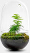 Growing Concepts DIY Duurzaam Ecosysteem Egg Large - Planten - Asparagus - H30xØ18cm