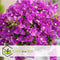 Plant in a Box - Bougainvillea 'Alexandra' - Paarse bladeren - Klimplant - Tuinplant - Pot 17cm - Hoogte 50-60cm
