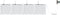 vidaXL - Tuinplanters - met - Waterirrigatiesysteem - - - 4 - stuks - - - Wit