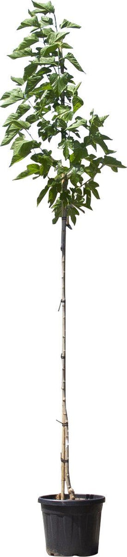 Zwarte moerbei | Morus nigra 4-8 cm 140 - 160 cm| Bomenbezorgd.nl