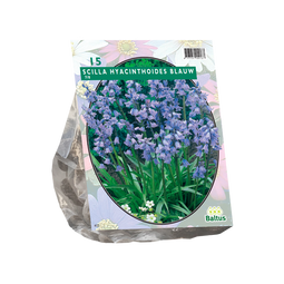 Scilla Hispanica, Blauw - 1 x 15 stuks