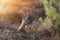 Customize it - Tuinschilderij hert liggen 70x50cm