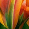 Tulpen Orange Marmelade – Tulipa