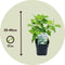 Plant in a Box - Hydrangea arborescens Annabelle - Set van 2 - Populaire tuinplant - Pot 17cm - Hoogte 30-40cm