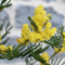 Plant in a Box - Mimosa acacia dealbata - Set van 2 - Mimosa struik - Mimosa met mooie helder gele bloemen - Pot 15cm - Hoogte 40-50cm
