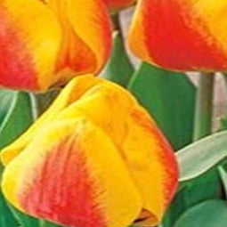 3 stuks - JUB - Tulipa Flair 8 bollen