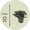 Plant in a Box - Brassica oleracea - Set van 3 - Sierkool - Decoratieve Bladen - Pot 10.5cm - Hoogte 10-20cm