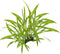 Eg helanthium tenellum nr35