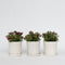 Plant in a Box - Hebe All Blooms 'Samona' - Roze - Hebe - Set van 3 - Tuinplant - Winterhard - Pot 13cm - Hoogte 30-35cm