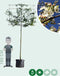 Sierpeer leiboom 200 cm | Pyrus call. 'Chanticleer' 10-14 cm 200 cm| Bomenbezorgd.nl