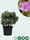 Rhododendron Catawbiense grandiflorum | Rhododendron 'Catawbiense grandiflorum' | Bomenbezorgd.nl