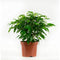 Kamerplant van OnlyPlants - 2x Green kinky - ↕ 28 cm - Ficus benjamina