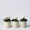Plant in a Box - Cyclamen persicum 'Metis White' - Set van 3 - Perzische cyclaam - Pot 9cm - Hoogte 10-20cm