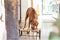 Designed by Lotte Karinto - Dinerset Hond - Hout/metaal - incl. 2 RVS bakjes - 56x28x18 cm