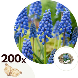 Plant in a Box - Muscari armeniacum - 200x Hyacinthbollen - Bloembollen winterhard - Kleurrijke tuin in de lente