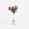 Plant in a Box - Rosa Palace Topkapi - Stamroos meerjarig winterhard - Pot 19cm - Hoogte 80-100cm