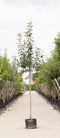 Roodbladige sierappel | Malus 'Mokum' 10-14 cm | Bomenbezorgd.nl
