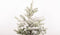 Kerstboom Picea sneeuw ↨ 75cm - hoge kwaliteit planten