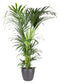 Goed & Groen - Howea Forsteriana (kentia) (in ELHO Brussels Rond Antraciet) - Kentia Palm - XL -↨ 160cm - Potmaat 27 - Exclusieve Kwaliteit Planten - Kamer Plant - Kamerplanten - Sfeer - Interieur