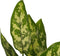 Decorum Duo 2 x Aglaonema Maria met Anna grey – ↨ 25cm – ⌀ 12cm