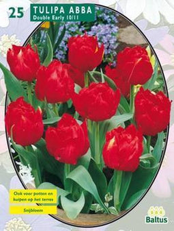 2 stuks - Baltus - Tulipa Dubbel Vroeg Abba per 25
