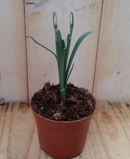 3 stuks! Sneeuwklokje Waterntuin Natuurlijk