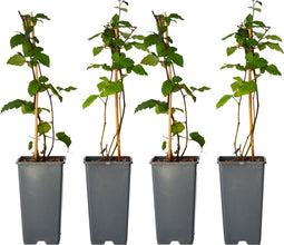 Plant in a Box - Rubus fruticosus 'Thornfree' - Set van 4 - Braam - Doornloze zwarte braam - Fruitplanten - Struik - ⌀15cm - Hoogte 50-60cm