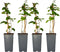 Plant in a Box - Rubus fruticosus 'Thornfree' - Set van 4 - Braam - Doornloze zwarte braam - Fruitplanten - Struik - ⌀15cm - Hoogte 50-60cm