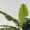 Plant in a Box - Musa Basjoo - Set van 2 - Winterharde bananenplanten - Tuinbanaan - Pot 21cm - Hoogte 55-70cm