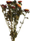 PTMD Gedroogde Bloem Tuinbloemenstruik - 35 x 15 x 65 cm - Rood
