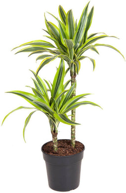 Goed & Groen - Dracaena Lemon Lime -↨ 100cm - Potmaat 19 - Kwaliteit Planten - Kamer Plant - Kamerplanten - Sfeer